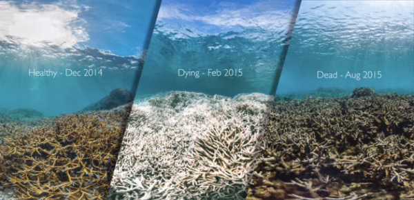 Coral reef mortality American Samoa