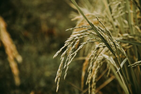 Agriculture in places like Madagascar faces many risks of climate change impacts.