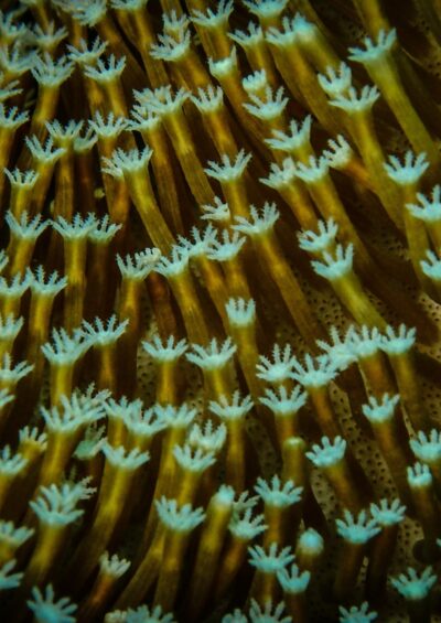 Reef-building corals can bleach and die, a nonlinear response to impacts/risks from climate change.