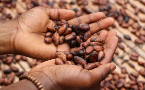 Cocoa beans. Photo by Etty Fidele on Unsplash