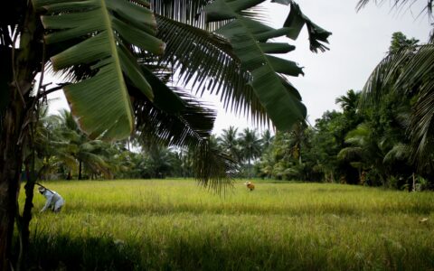 Rice farmers in the Philippines, unsplash