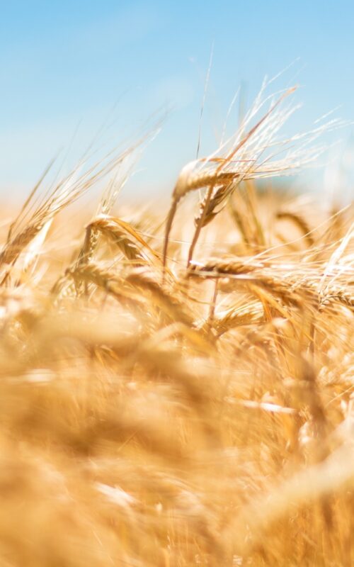 Changes to the jet stream could trigger simultaneous crop failures impacting global food security