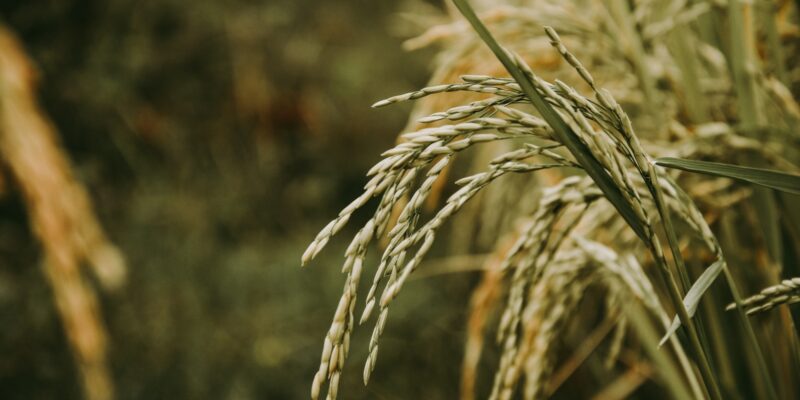 Agriculture in places like Madagascar faces many risks of climate change impacts.