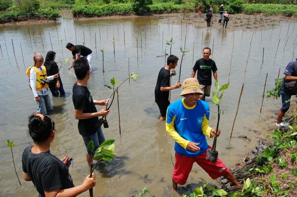 Restoring and planting mangroves helps stabilise coastlines and reduce flooding ©Ikhlasul Amal