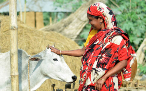A dairy farmer in Bangladesh ©Akram Ali/CARE Bangladesh