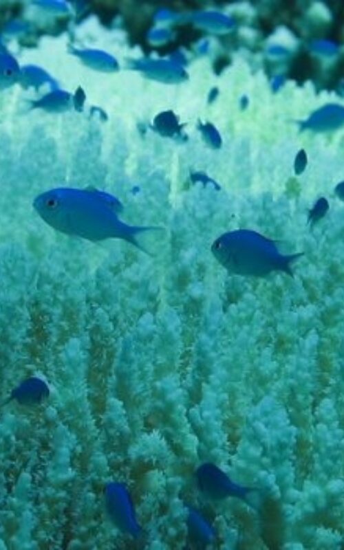 1.5°C vs 2°C global warming – new study shows why half a degree matters