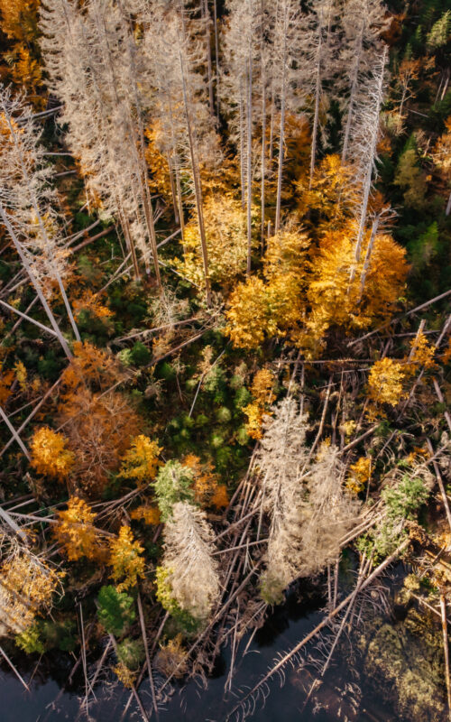 Aerial view of a forest