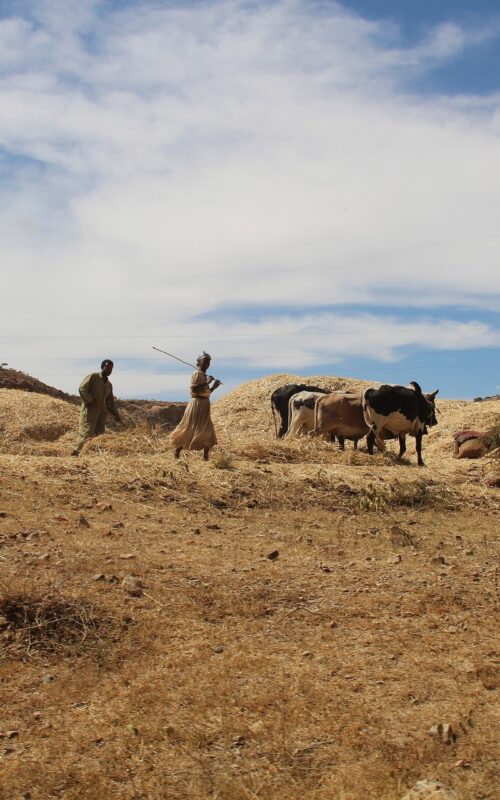 Risks of water and food insecurity in the Horn of Africa Drylands