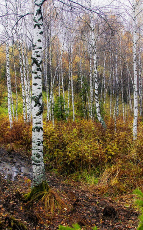 Climate Action Tracker rates Russia's INDC "inadequate"