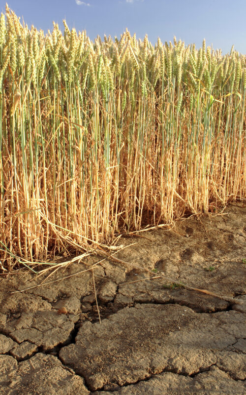 More persistent heat, drought and rain in a warming world - study