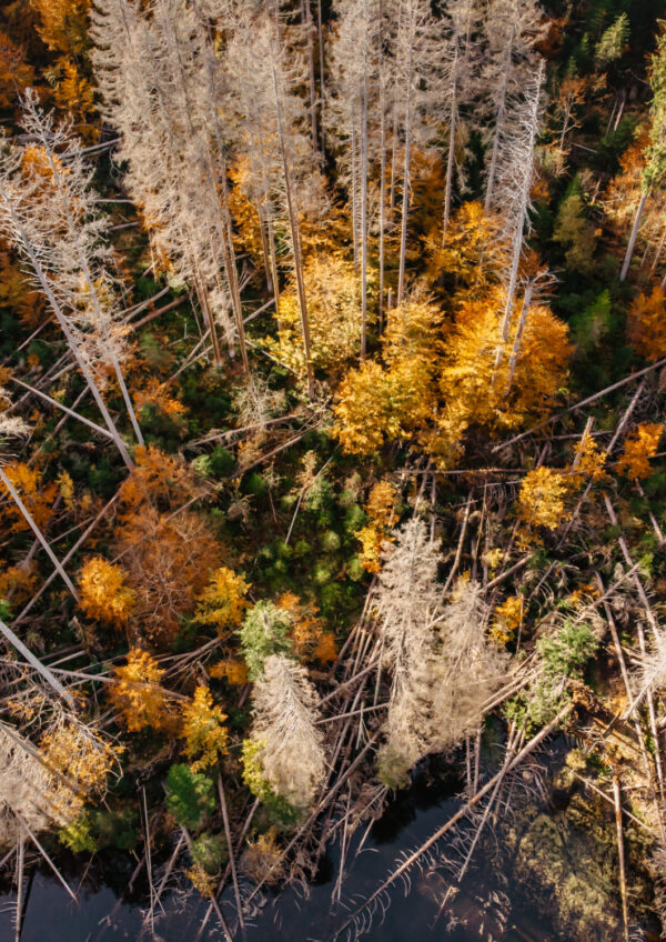 Aerial view of a forest