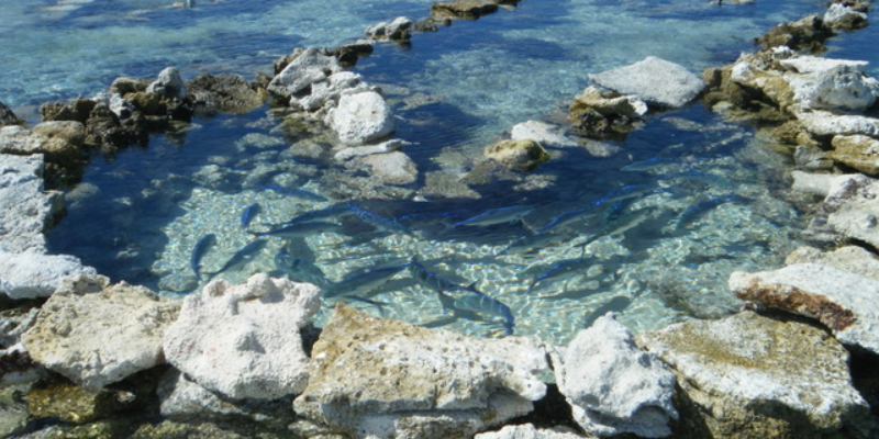 Traditional fish trap in Manihiki. Poroa Arokapiti, Cook Islands