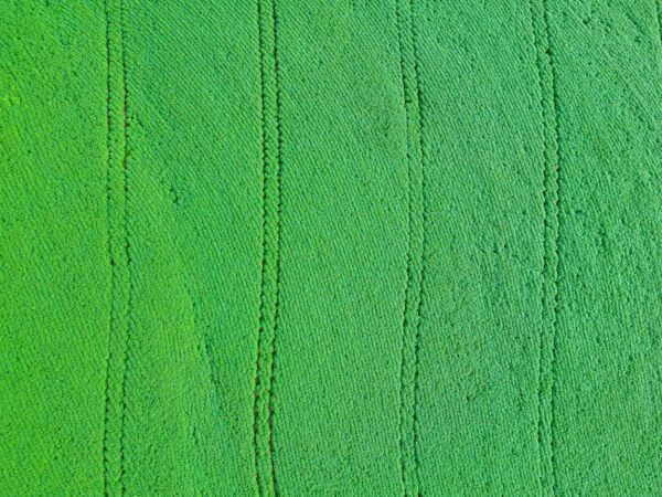 Soy field located in a rural area in the State of Paraná, Brazil.