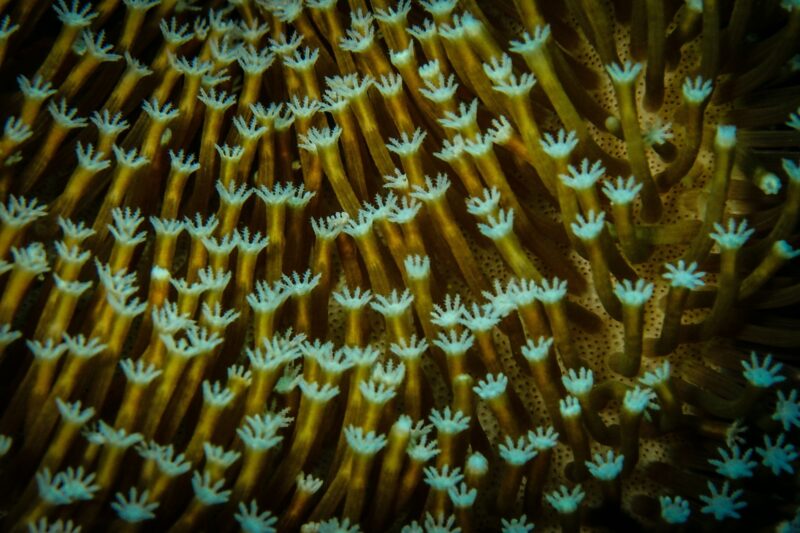 Reef-building corals can bleach and die, a nonlinear response to impacts/risks from climate change.