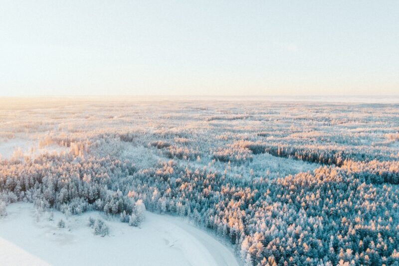 Winter forest at sunset. Finland