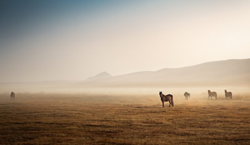 Study on a once-in-50-year winter disaster on livestock accumulation among pastoralists in Mongolia