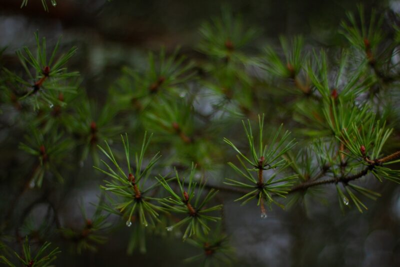 Finland has announced a carbon neutral goal of 2035.