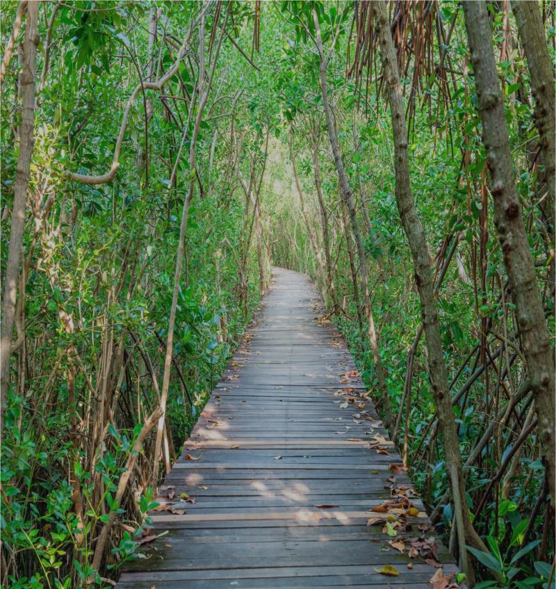 Mangroves