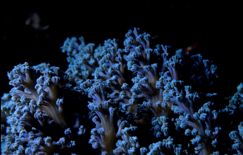 Say thanks! Give a shoutout to NOAA on social or copy the text below to attribute. Photo by NOAA