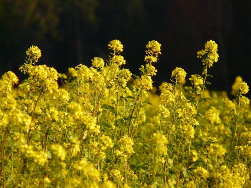 Bioenergy, like that produced from rapeseed, represents a key area of uncertainty in IAMs.