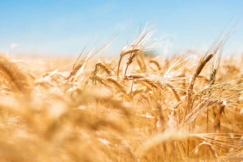 Changes to the jet stream could trigger simultaneous crop failures impacting global food security