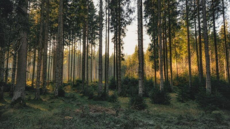 Pine plantations are often used as afforestation
