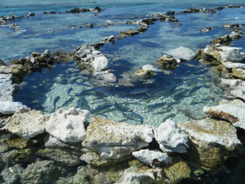 Traditional fish trap in Manihiki. Poroa Arokapiti, Cook Islands