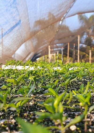 Technical guide for the development of long-term low emission development strategies in Africa