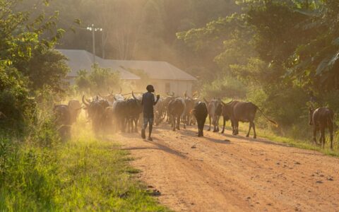 Adapting East and Southern Africa’s livestock to climate change