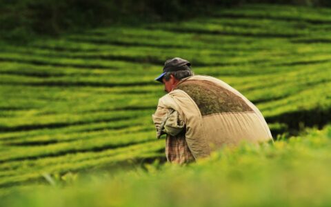 Global economic responses to heat stress impacts on worker productivity in crop production