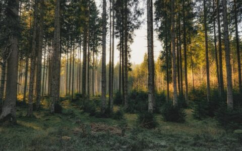 Pine plantations are often used as afforestation