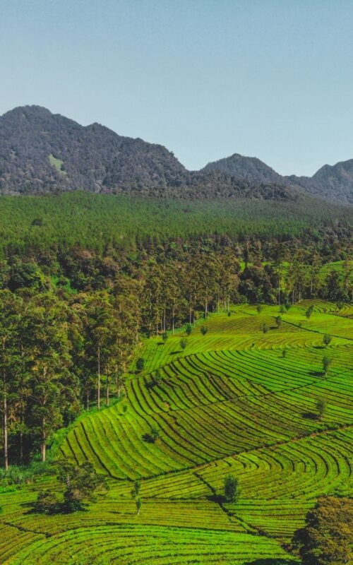Land management strategies to mitigate and adapt to climate change